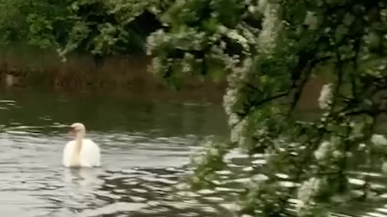 Man and dog vs swan