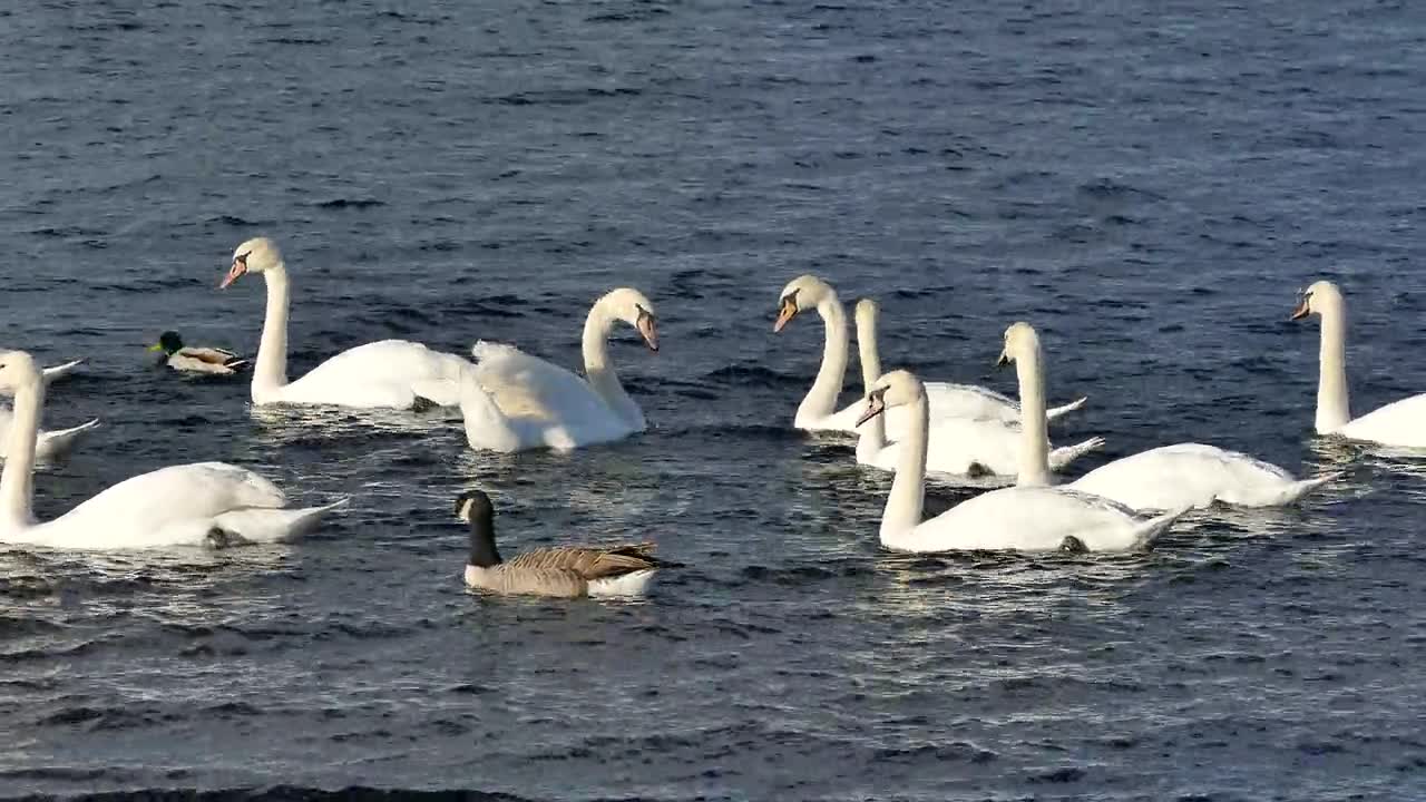 Swans Ducks Water White Bird Animal