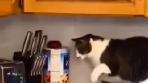 The Cat Afraid Of Banana And Not Approaching