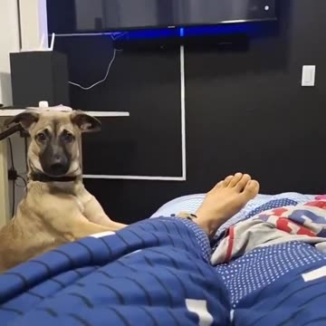 Dog tries DESPERATELY to wake up his Dad!!