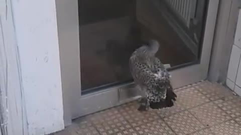 Baby seagull walking into a door