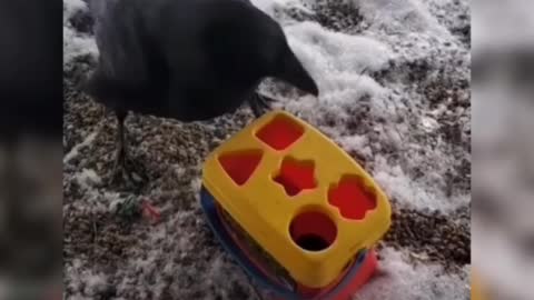 Are Animals Constantly Evolving or they always like this?