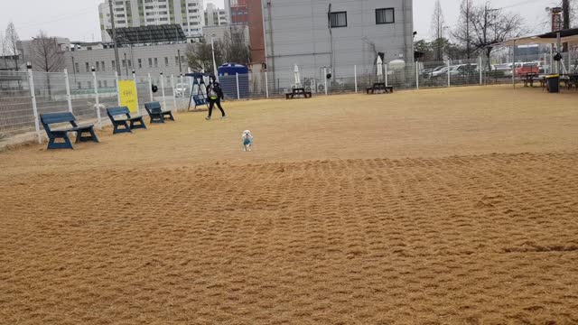 Dog playground on a rainy day