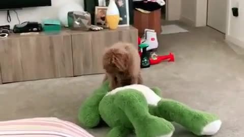 Toby not my alligator!! 🐊 #dog #firstvideo