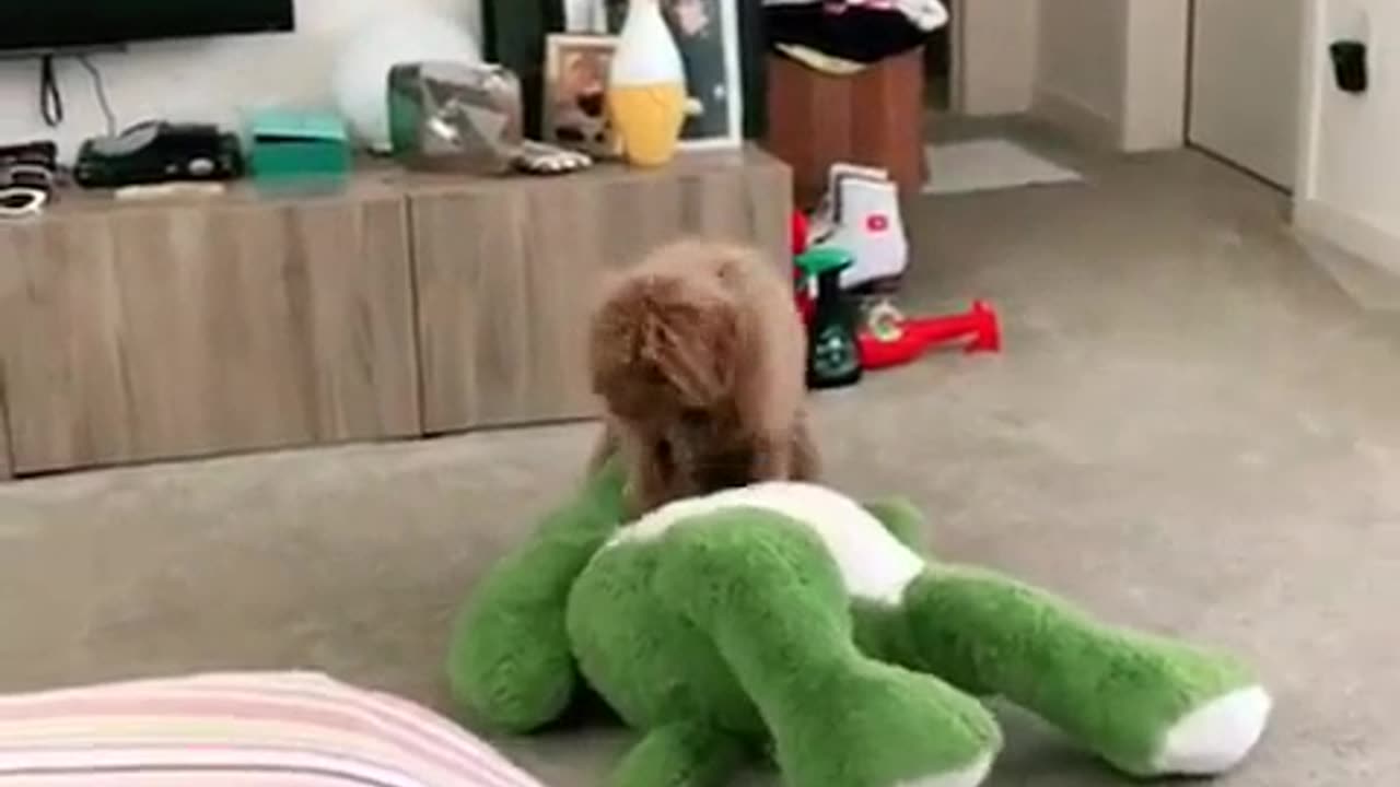 Toby not my alligator!! 🐊 #dog #firstvideo