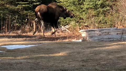 Perturbed Moose Throws Tantrum In Backyard