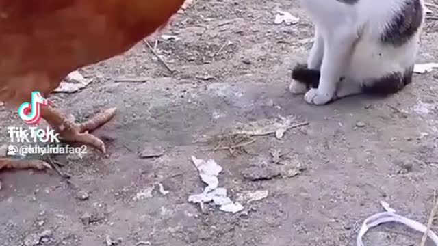 He-Hen fighting with cute cat funny clip