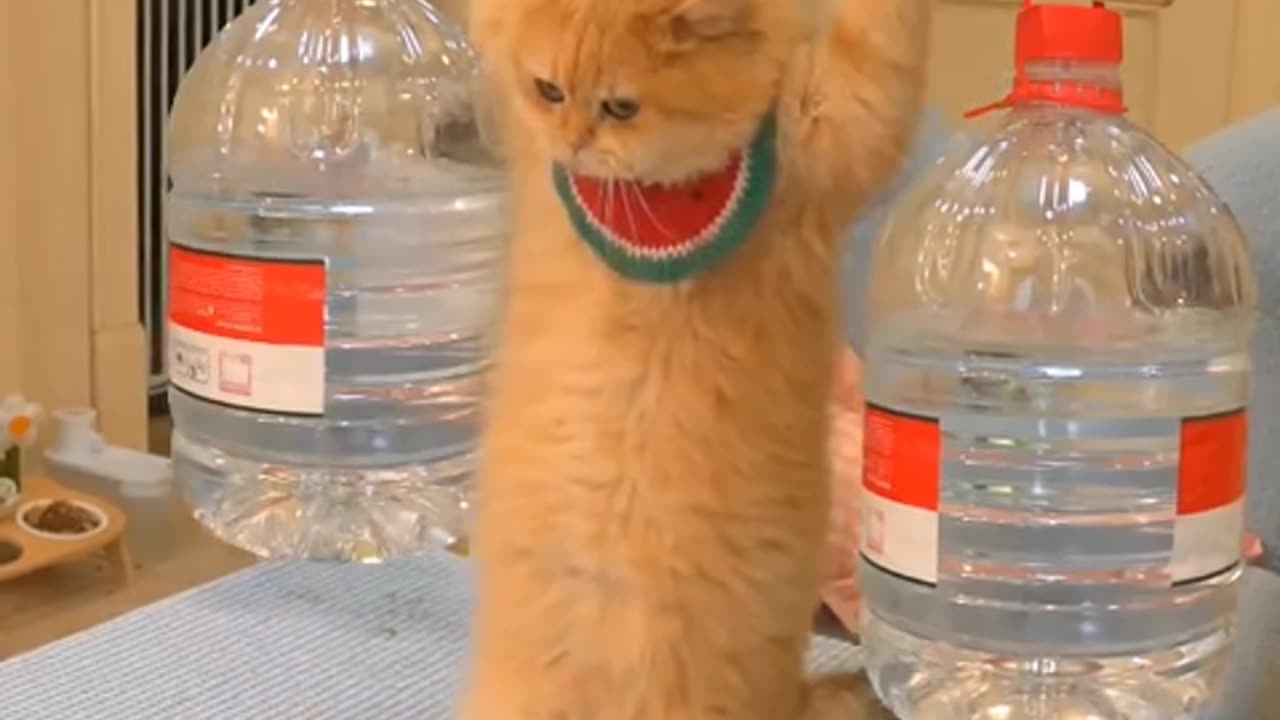 funny cats