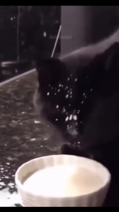 cats make you laugh!