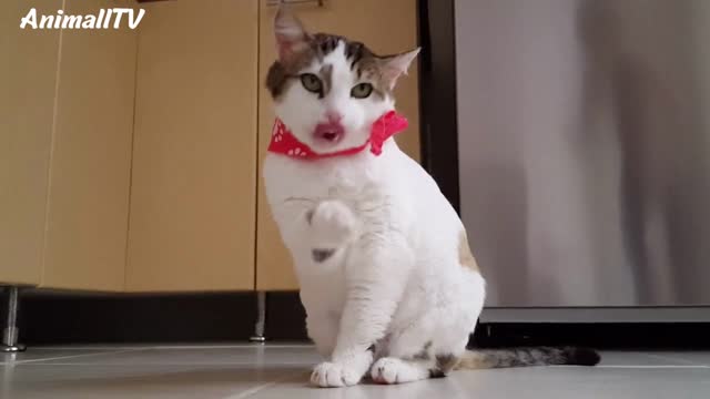 beautiful cat meowing