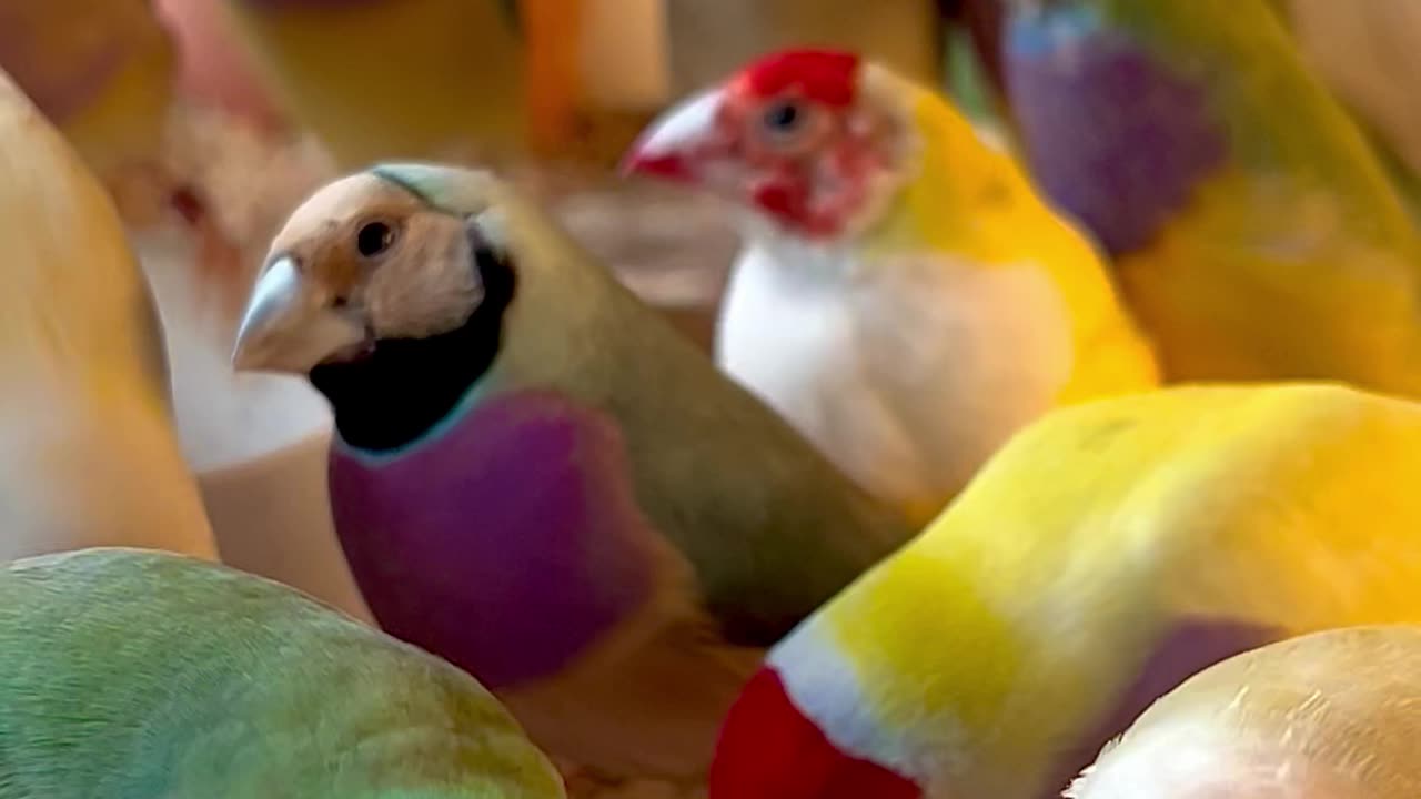 Gouldian Finches