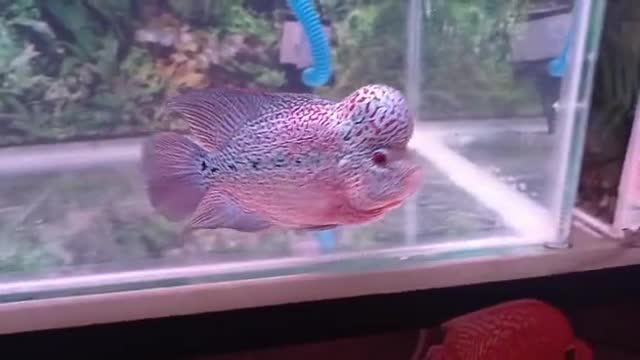 Lou han fish (flowerhorn) 5