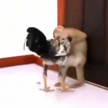 التعليق على المقطع ذابحني 😂😂😂👇 لا تستهين أبدا بقدرات خصمك 👏💪