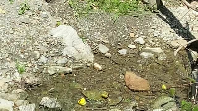 Goldfinch bathing in extreme heat Toronto