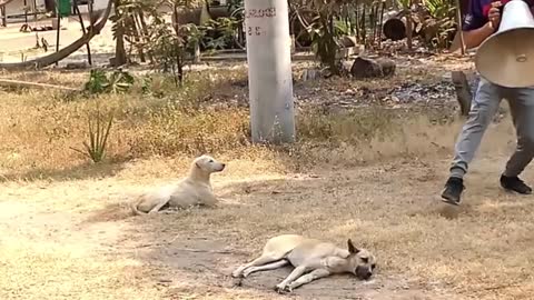 Troll Prank Dog Funny & fake Lion and Fake Tiger Prank To dog ,Huge Box Prank to do