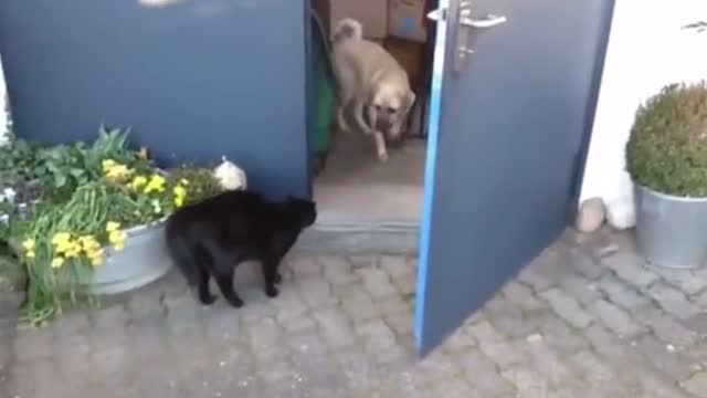 Cat vs. dog