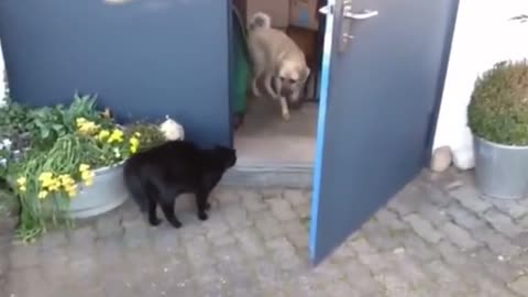 Cat vs. dog