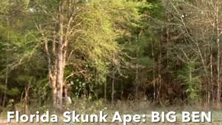 Florida Skunk Ape BIG BEN Big Foot, A Franciscan Bee Keeper, Sells Funny Honey Mead