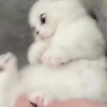 Baby Cats - Cute | Animals #littlekitten #kittens