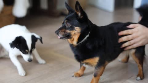 Dog Getting Scratches