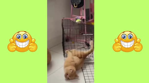 Extremely Funny and Smart Cat Videos