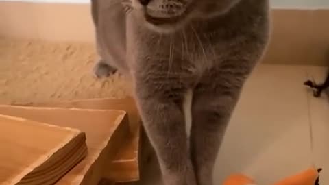 Cat meow not mine! #notmine #funny #cat #cat #cute #kitten #pets #meow #videos #shorts #dog