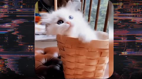 Funny animal video 2022 😁 cats