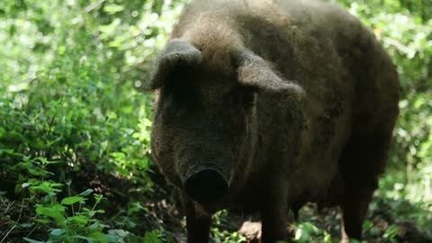 Big fat pig on the grass