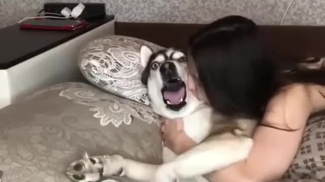 Morning hugs and kisses husky