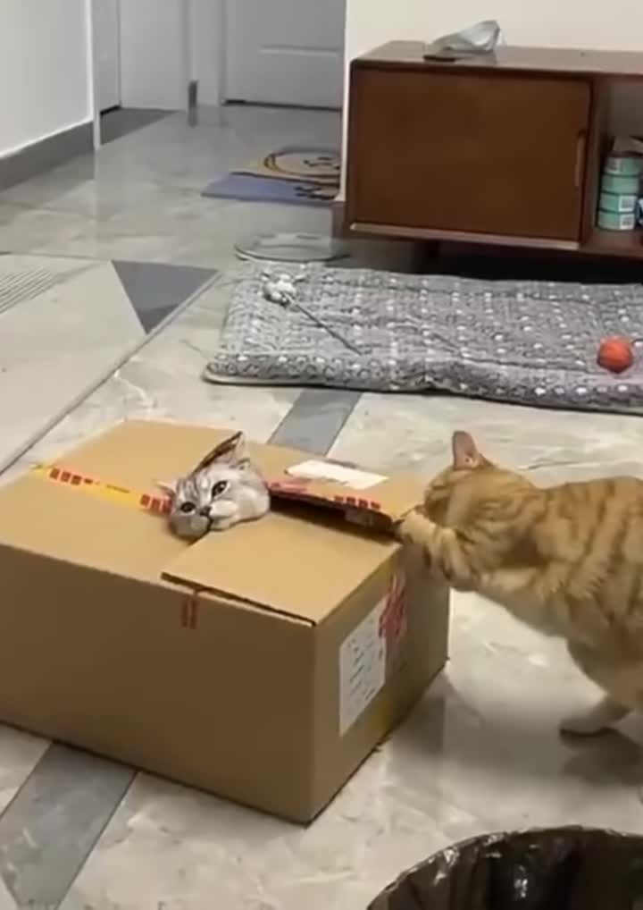 Funny Cats Comp #2