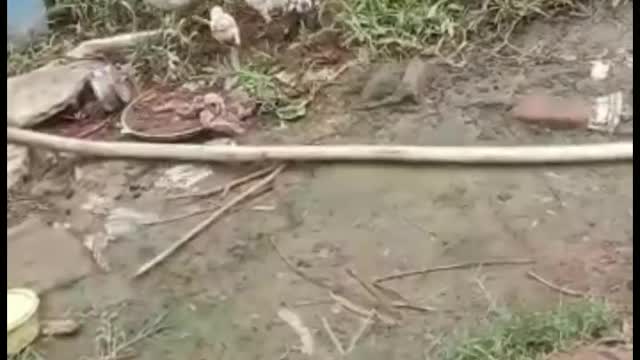 Mother hen teaches her chicks how to search food