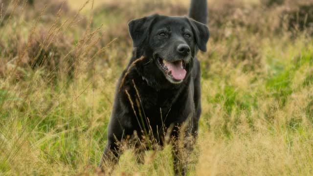 History Facts Of Labrador dog | Full Information in Hindi | Dog Buddy