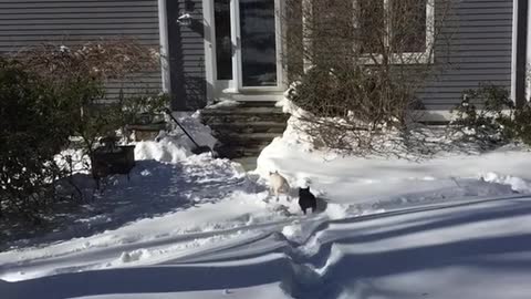 Dog running around and playing in snow