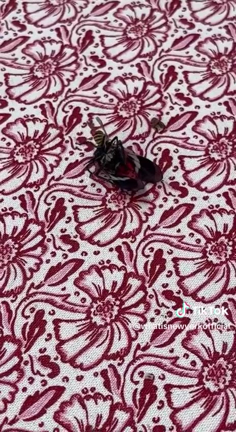 EAGLE MAKING HIS PRESENCE IN NY. NY YOUR F**KED