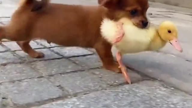 The pet dog is holding the duckling in its mouth