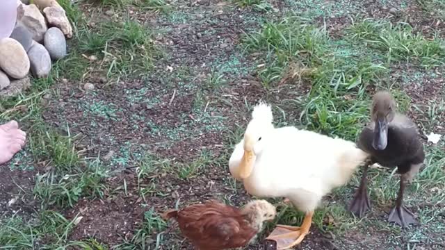 Ducklings and Chick- New World Encounters, Super Cute Animals