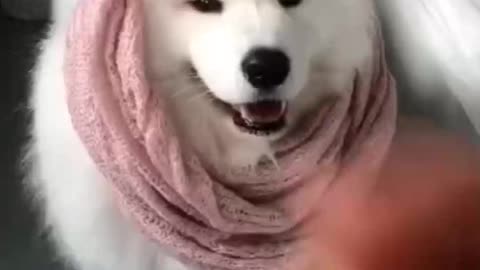 Best cute dog compilation video | puppy video cute animals