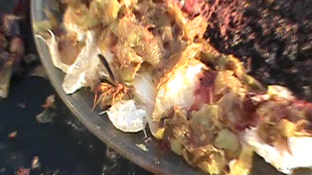 Honey Wine (Mead) 3 Leftovers For THE BEES M2U01471