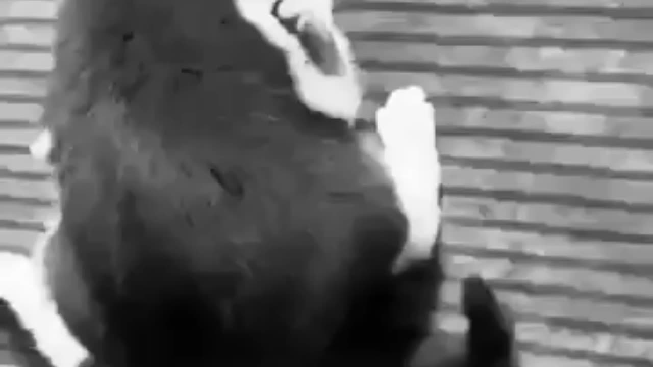 Funny animals video