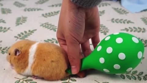 Hamster fart inside balloon