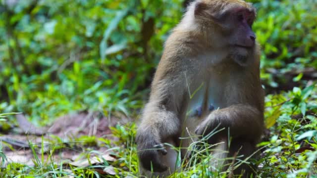 A monkey looking around for food