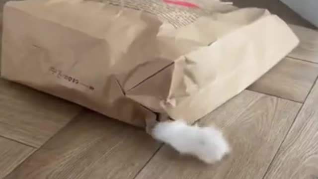 Funny cats video | did you see this most cute kitten cat