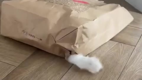 Funny cats video | did you see this most cute kitten cat