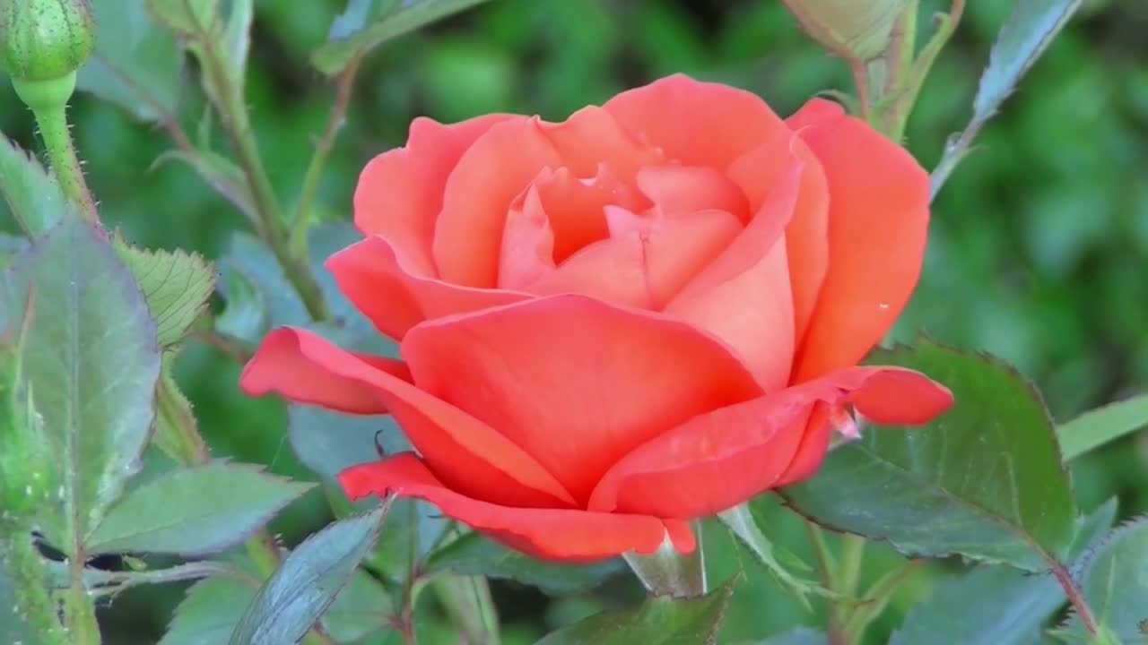 A beautiful rose opens between the embrace of nature