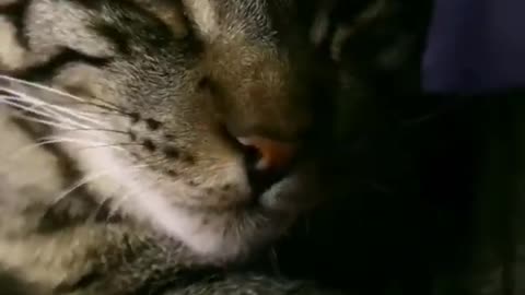 #short viral cat video|