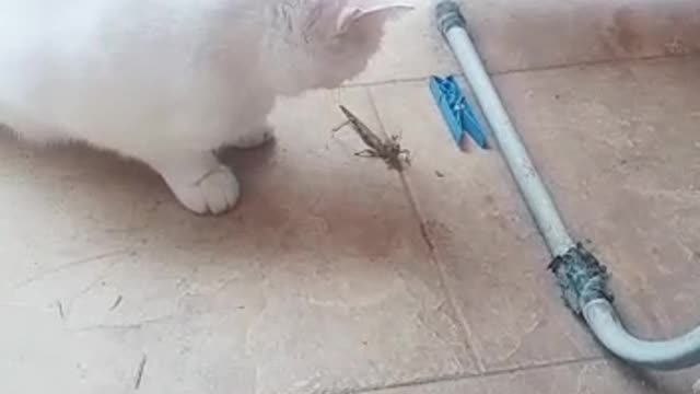 I love my dear cat