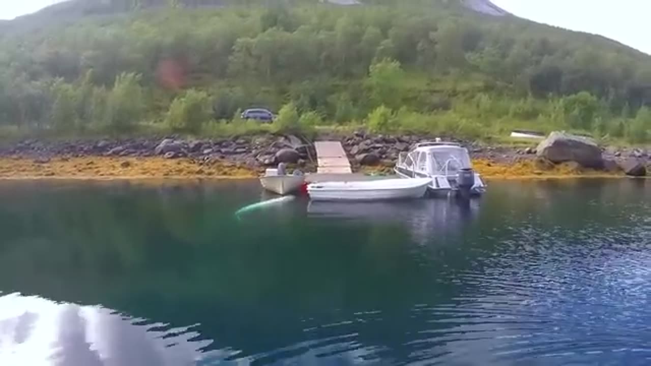 A Tale of a Whale - Hvaldimir's Journey in Norway