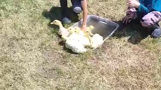 Homestead Tread Ep. 15 Meat Ducks Taking a Bath