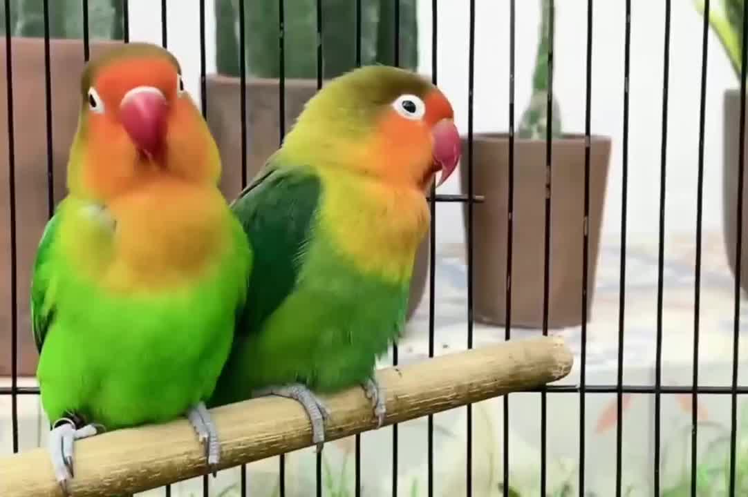 African love bird beautiful sounds |Green Fisher love bird | Funny birds