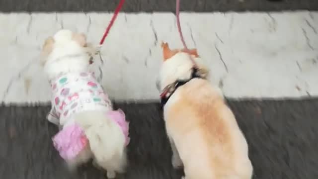 White dogs walking across crosswalk